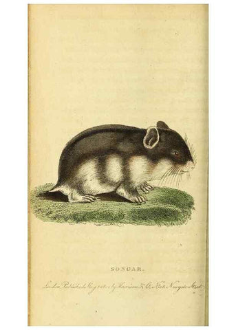 Reproducción/Reproduction 49122395826: The Naturalist's Pocket Magazine or compleat cabinet of the curiosities and beauties of nature.. London.. 