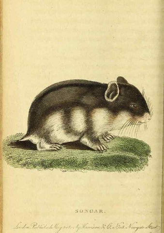 Reproducción/Reproduction 49122395826: The Naturalist's Pocket Magazine or compleat cabinet of the curiosities and beauties of nature.. London.. 