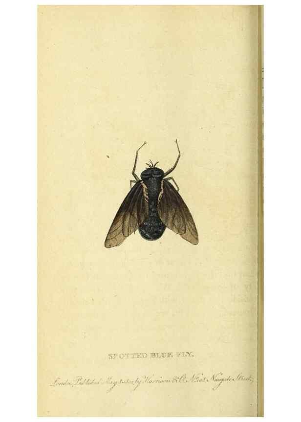 Reproducción/Reproduction 49121893263: The Naturalist's Pocket Magazine or compleat cabinet of the curiosities and beauties of nature.. London.. 
