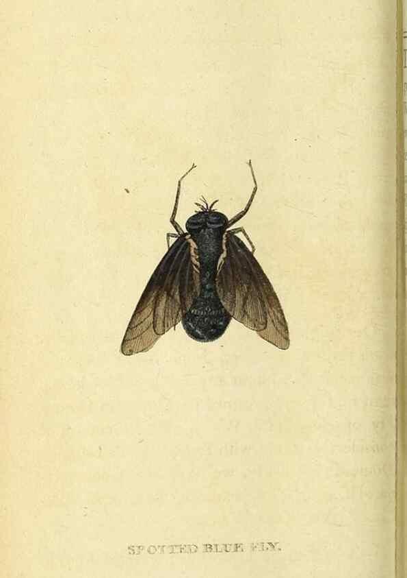 Reproducción/Reproduction 49121893263: The Naturalist's Pocket Magazine or compleat cabinet of the curiosities and beauties of nature.. London.. 