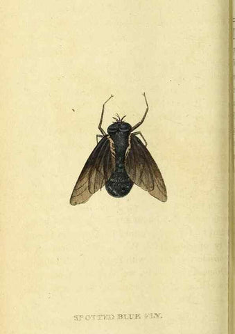 Reproducción/Reproduction 49121893263: The Naturalist's Pocket Magazine or compleat cabinet of the curiosities and beauties of nature.. London.. 