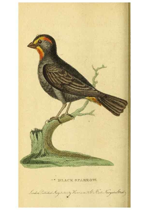 Reproducción/Reproduction 49122583632: The Naturalist's Pocket Magazine or compleat cabinet of the curiosities and beauties of nature.. London.. 