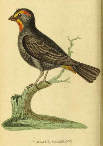 Reproducción/Reproduction 49122583632: The Naturalist's Pocket Magazine or compleat cabinet of the curiosities and beauties of nature.. London.. 