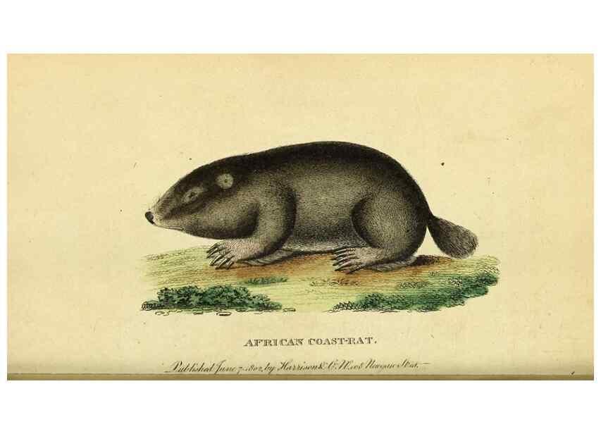 Reproducción/Reproduction 49122584092: The Naturalist's Pocket Magazine or compleat cabinet of the curiosities and beauties of nature.. London.. 