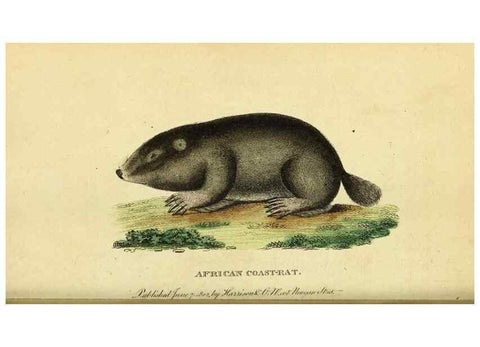 Reproducción/Reproduction 49122584092: The Naturalist's Pocket Magazine or compleat cabinet of the curiosities and beauties of nature.. London.. 