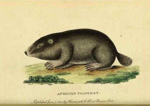 Reproducción/Reproduction 49122584092: The Naturalist's Pocket Magazine or compleat cabinet of the curiosities and beauties of nature.. London.. 