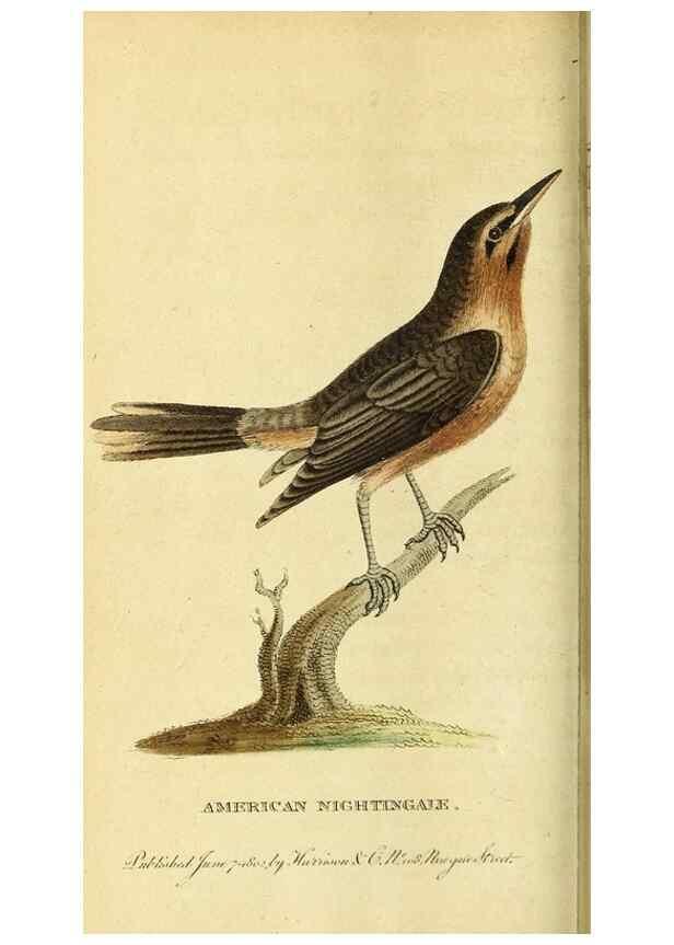 Reproducción/Reproduction 49121894488: The Naturalist's Pocket Magazine or compleat cabinet of the curiosities and beauties of nature.. London.. 