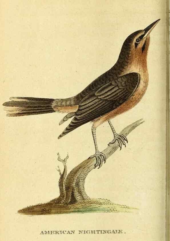 Reproducción/Reproduction 49121894488: The Naturalist's Pocket Magazine or compleat cabinet of the curiosities and beauties of nature.. London.. 