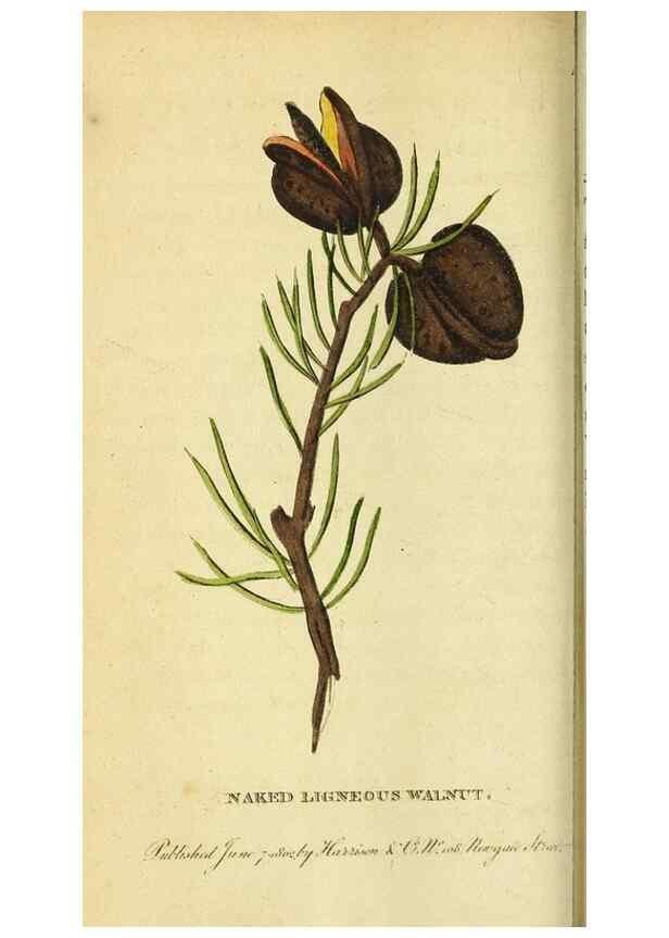 Reproducción/Reproduction 49122397951: The Naturalist's Pocket Magazine or compleat cabinet of the curiosities and beauties of nature.. London.. 