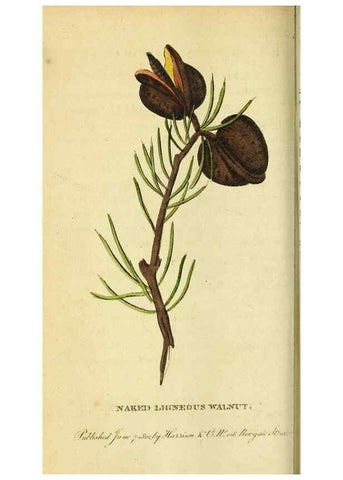 Reproducción/Reproduction 49122397951: The Naturalist's Pocket Magazine or compleat cabinet of the curiosities and beauties of nature.. London.. 