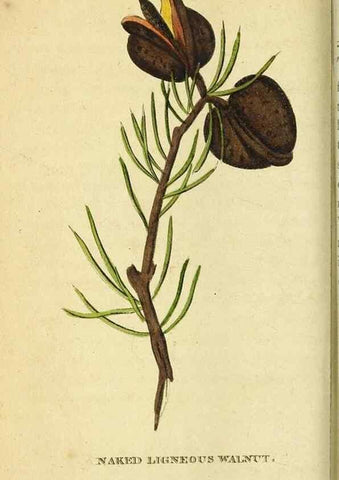 Reproducción/Reproduction 49122397951: The Naturalist's Pocket Magazine or compleat cabinet of the curiosities and beauties of nature.. London.. 