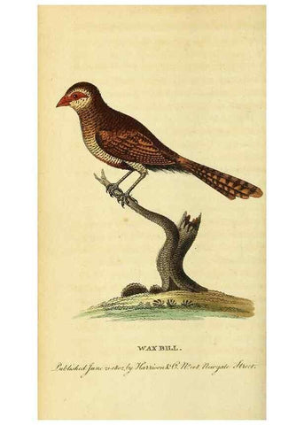 Reproducción/Reproduction 49122398331: The Naturalist's Pocket Magazine or compleat cabinet of the curiosities and beauties of nature.. London.. 