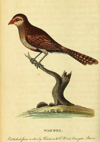 Reproducción/Reproduction 49122398331: The Naturalist's Pocket Magazine or compleat cabinet of the curiosities and beauties of nature.. London.. 