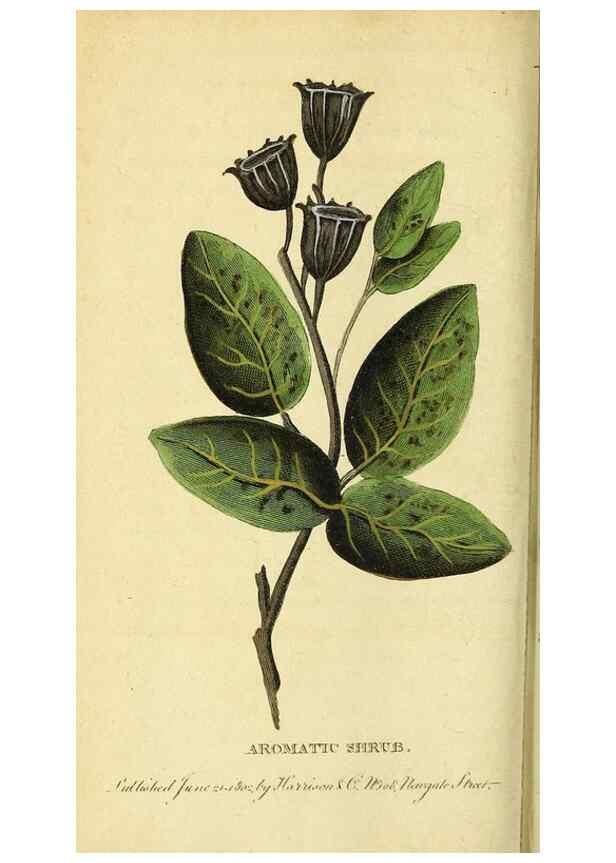 Reproducción/Reproduction 49122585717: The Naturalist's Pocket Magazine or compleat cabinet of the curiosities and beauties of nature.. London.. 