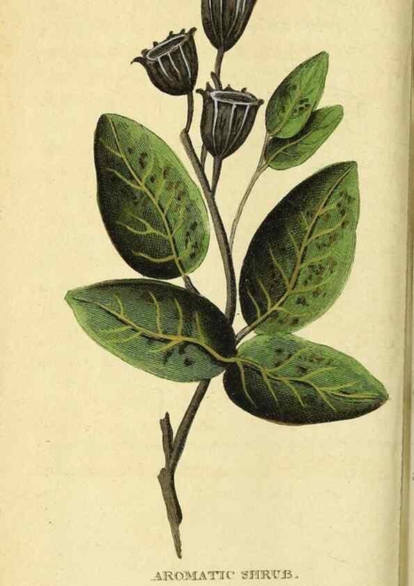 Reproducción/Reproduction 49122585717: The Naturalist's Pocket Magazine or compleat cabinet of the curiosities and beauties of nature.. London.. 