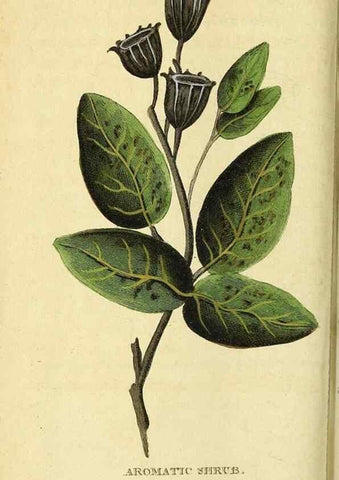 Reproducción/Reproduction 49122585717: The Naturalist's Pocket Magazine or compleat cabinet of the curiosities and beauties of nature.. London.. 