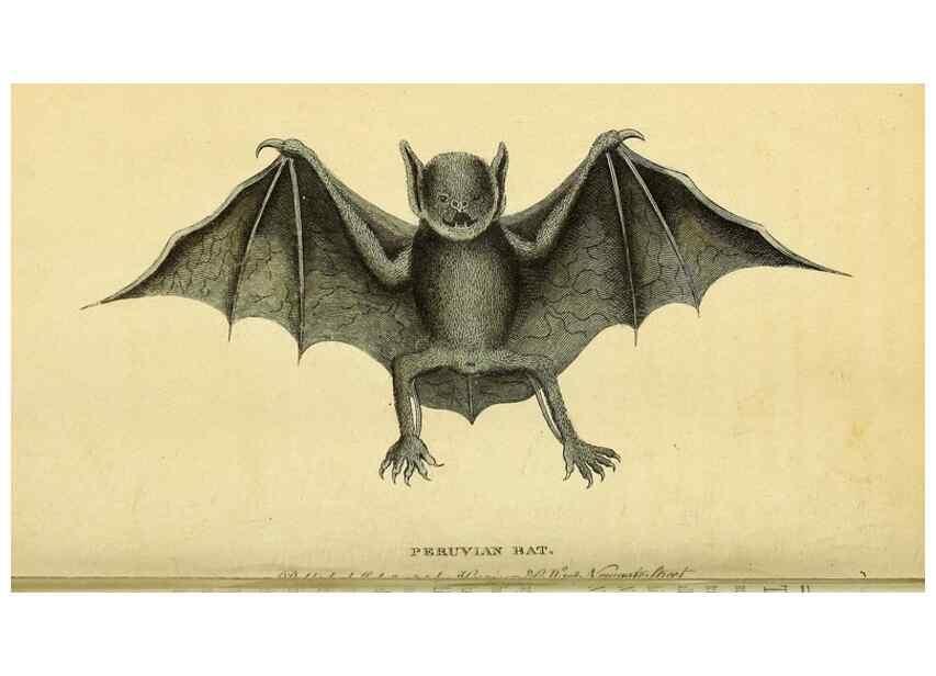 Reproducción/Reproduction 49122399016: The Naturalist's Pocket Magazine or compleat cabinet of the curiosities and beauties of nature.. London.. 