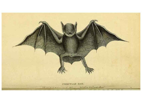 Reproducción/Reproduction 49122399016: The Naturalist's Pocket Magazine or compleat cabinet of the curiosities and beauties of nature.. London.. 