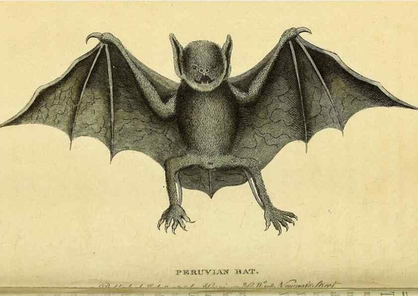 Reproducción/Reproduction 49122399016: The Naturalist's Pocket Magazine or compleat cabinet of the curiosities and beauties of nature.. London.. 