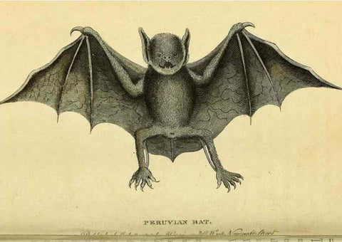 Reproducción/Reproduction 49122399016: The Naturalist's Pocket Magazine or compleat cabinet of the curiosities and beauties of nature.. London.. 