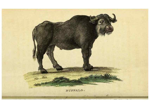 Reproducción/Reproduction 49121896778: The Naturalist's Pocket Magazine or compleat cabinet of the curiosities and beauties of nature.. London.. 
