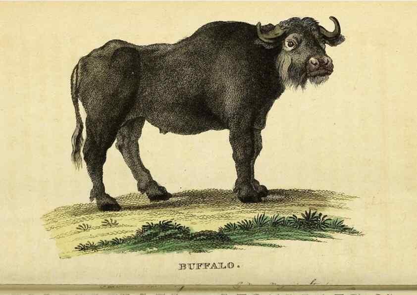 Reproducción/Reproduction 49121896778: The Naturalist's Pocket Magazine or compleat cabinet of the curiosities and beauties of nature.. London.. 