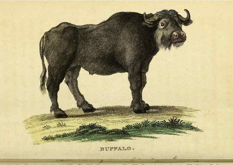 Reproducción/Reproduction 49121896778: The Naturalist's Pocket Magazine or compleat cabinet of the curiosities and beauties of nature.. London.. 