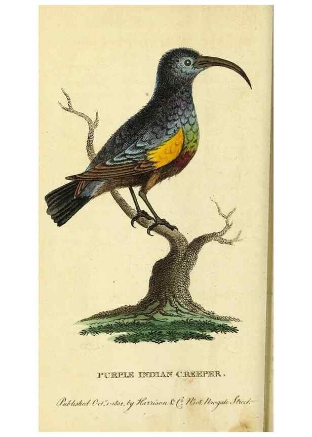 Reproducción/Reproduction 49121897098: The Naturalist's Pocket Magazine or compleat cabinet of the curiosities and beauties of nature.. London.. 