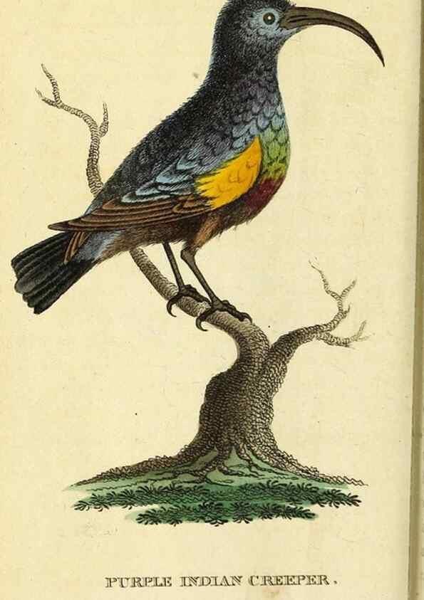 Reproducción/Reproduction 49121897098: The Naturalist's Pocket Magazine or compleat cabinet of the curiosities and beauties of nature.. London.. 