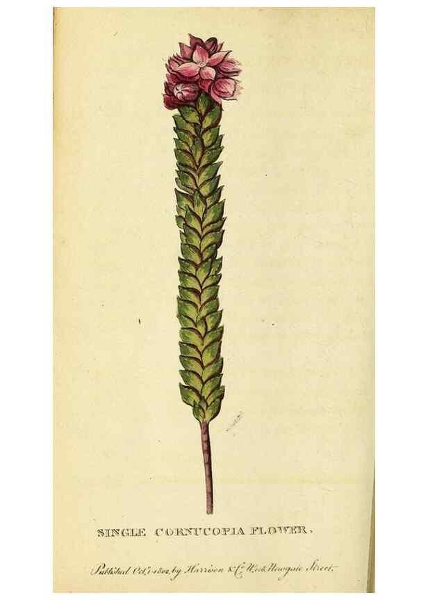 Reproducción/Reproduction 49122587712: The Naturalist's Pocket Magazine or compleat cabinet of the curiosities and beauties of nature.. London.. 