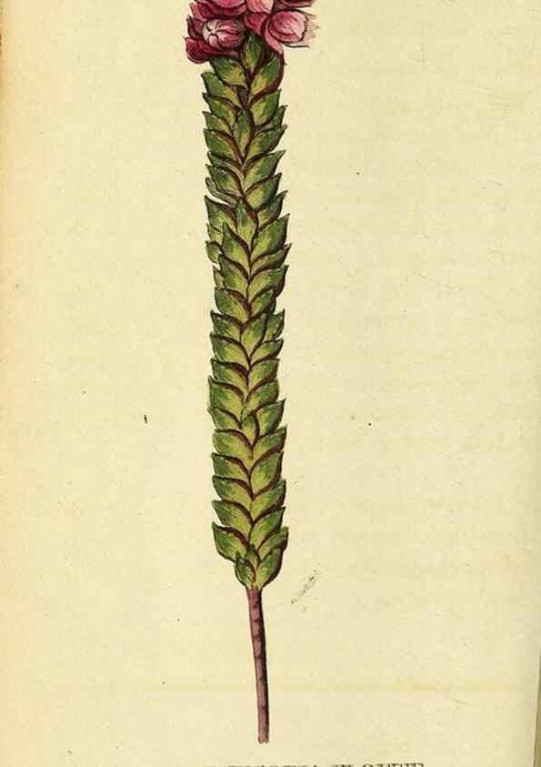 Reproducción/Reproduction 49122587712: The Naturalist's Pocket Magazine or compleat cabinet of the curiosities and beauties of nature.. London.. 