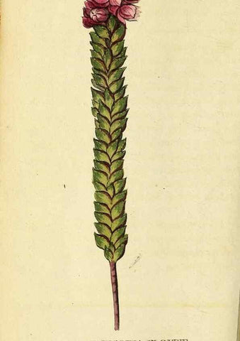 Reproducción/Reproduction 49122587712: The Naturalist's Pocket Magazine or compleat cabinet of the curiosities and beauties of nature.. London.. 