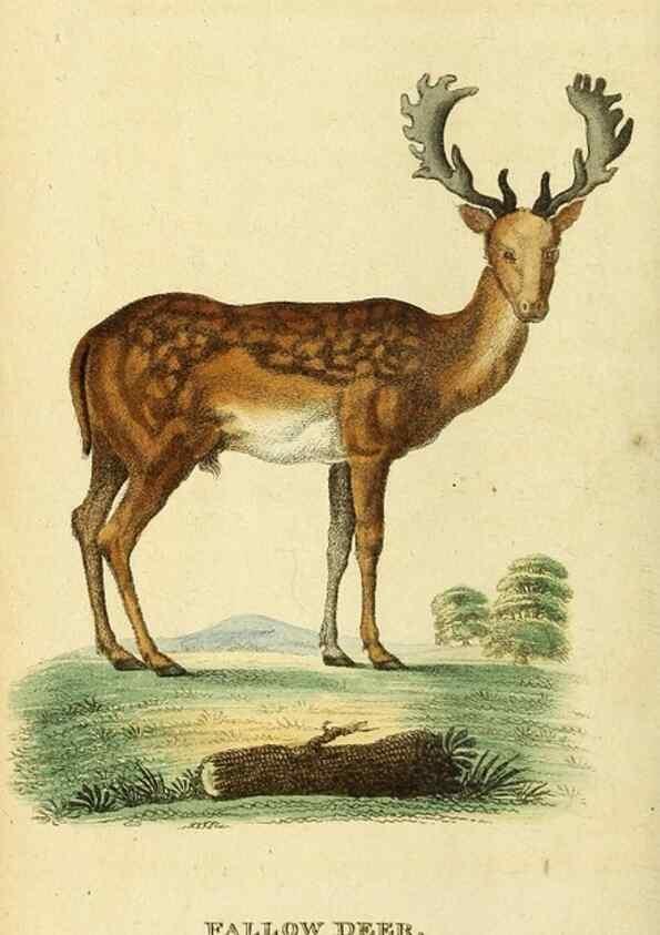 Reproducción/Reproduction 49122588052: The Naturalist's Pocket Magazine or compleat cabinet of the curiosities and beauties of nature.. London.. 