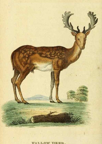Reproducción/Reproduction 49122588052: The Naturalist's Pocket Magazine or compleat cabinet of the curiosities and beauties of nature.. London.. 