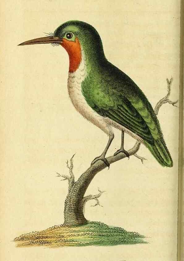 Reproducción/Reproduction 49121892038: The Naturalist's Pocket Magazine or compleat cabinet of the curiosities and beauties of nature.. London.. 