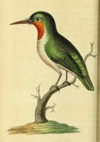 Reproducción/Reproduction 49121892038: The Naturalist's Pocket Magazine or compleat cabinet of the curiosities and beauties of nature.. London.. 