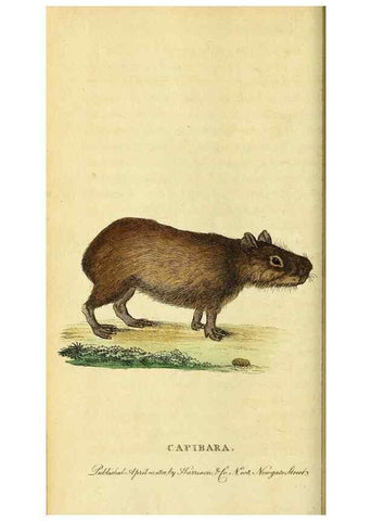 Reproducción/Reproduction 49121891543: The Naturalist's Pocket Magazine or compleat cabinet of the curiosities and beauties of nature.. London.. 