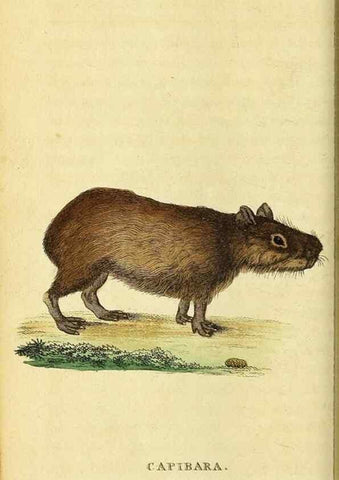 Reproducción/Reproduction 49121891543: The Naturalist's Pocket Magazine or compleat cabinet of the curiosities and beauties of nature.. London.. 