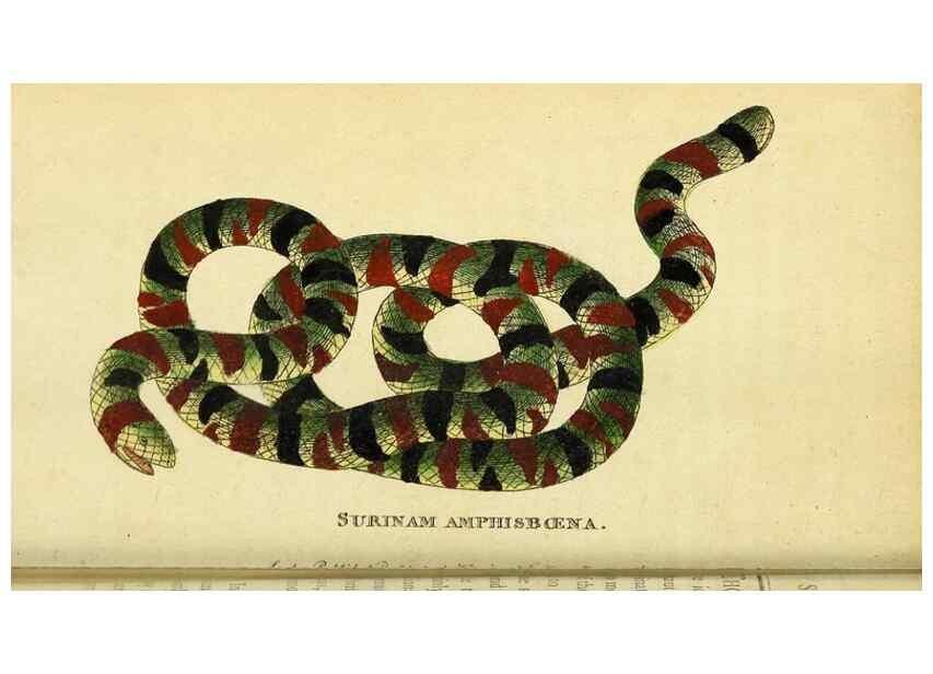 Reproducción/Reproduction 49121891033: The Naturalist's Pocket Magazine or compleat cabinet of the curiosities and beauties of nature.. London.. 