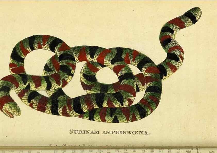 Reproducción/Reproduction 49121891033: The Naturalist's Pocket Magazine or compleat cabinet of the curiosities and beauties of nature.. London.. 