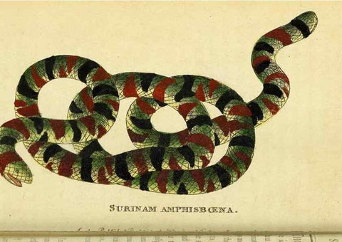 Reproducción/Reproduction 49121891033: The Naturalist's Pocket Magazine or compleat cabinet of the curiosities and beauties of nature.. London.. 