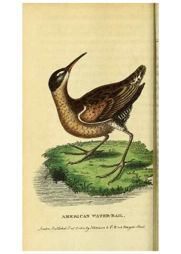 Reproducción/Reproduction 49122393841: The Naturalist's Pocket Magazine or compleat cabinet of the curiosities and beauties of nature.. London.. 