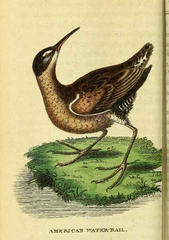 Reproducción/Reproduction 49122393841: The Naturalist's Pocket Magazine or compleat cabinet of the curiosities and beauties of nature.. London.. 