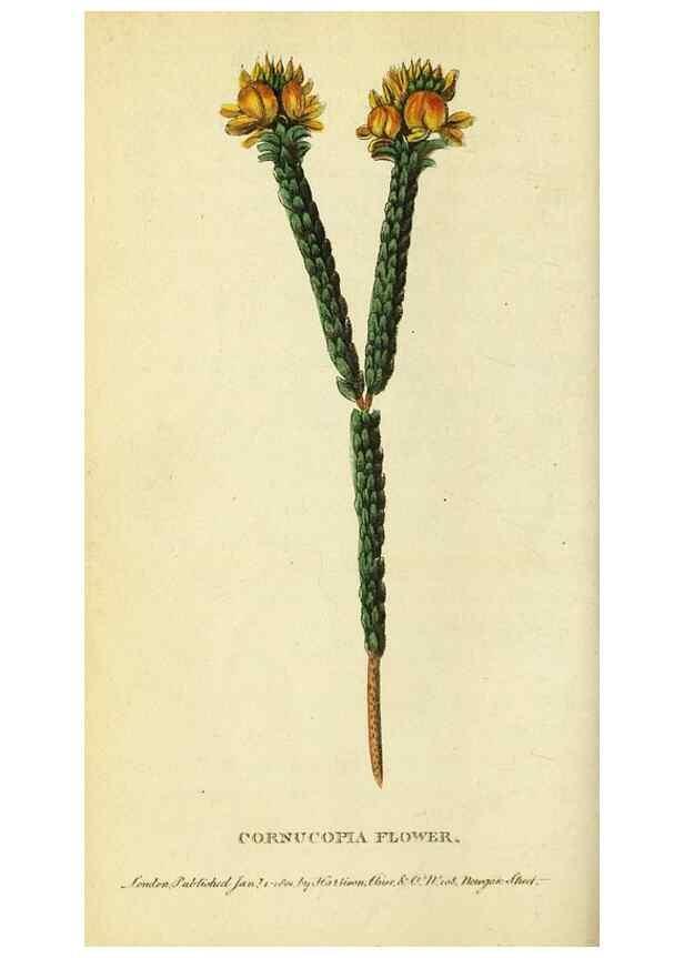 Reproducción/Reproduction 49122386541: The Naturalist's Pocket Magazine or compleat cabinet of the curiosities and beauties of nature.. London.. 