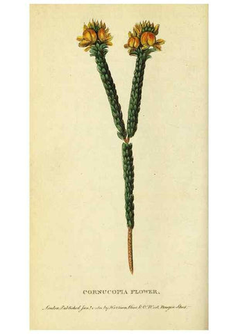 Reproducción/Reproduction 49122386541: The Naturalist's Pocket Magazine or compleat cabinet of the curiosities and beauties of nature.. London.. 