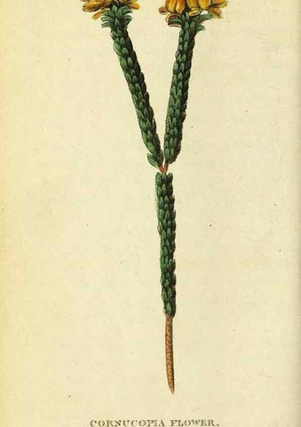 Reproducción/Reproduction 49122386541: The Naturalist's Pocket Magazine or compleat cabinet of the curiosities and beauties of nature.. London.. 
