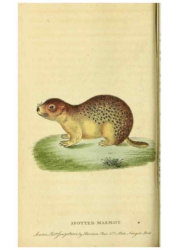 Reproducción/Reproduction 49122387121: The Naturalist's Pocket Magazine or compleat cabinet of the curiosities and beauties of nature.. London.. 