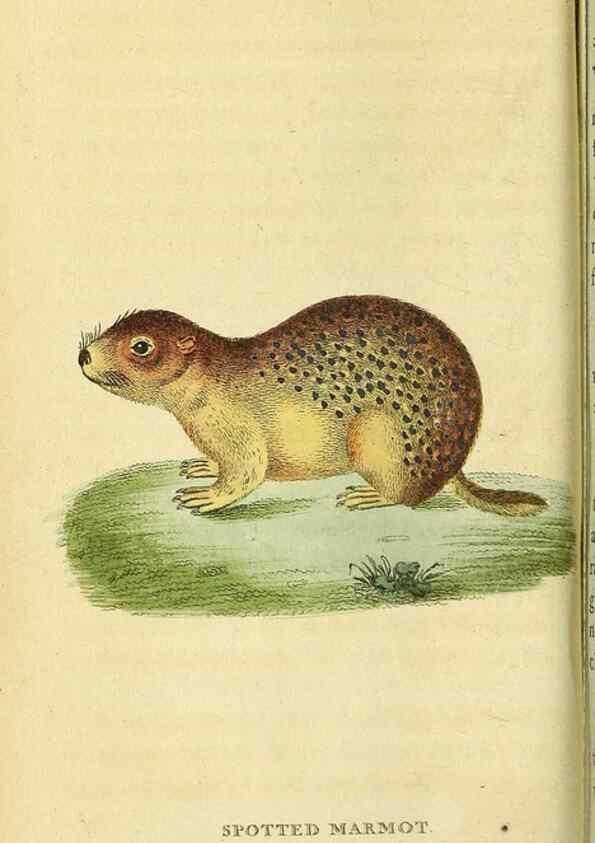 Reproducción/Reproduction 49122387121: The Naturalist's Pocket Magazine or compleat cabinet of the curiosities and beauties of nature.. London.. 