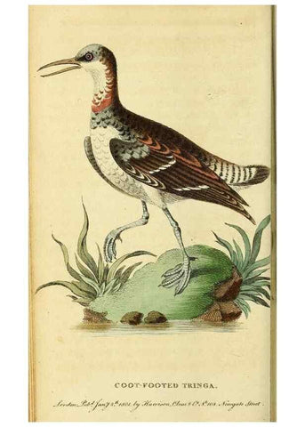 Reproducción/Reproduction 49122387576: The Naturalist's Pocket Magazine or compleat cabinet of the curiosities and beauties of nature.. London.. 
