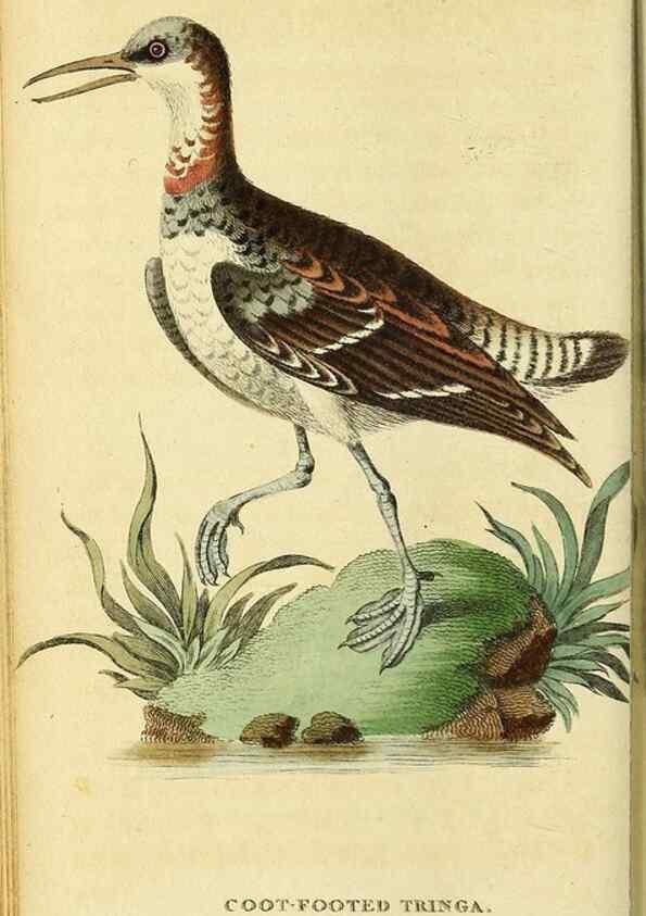 Reproducción/Reproduction 49122387576: The Naturalist's Pocket Magazine or compleat cabinet of the curiosities and beauties of nature.. London.. 